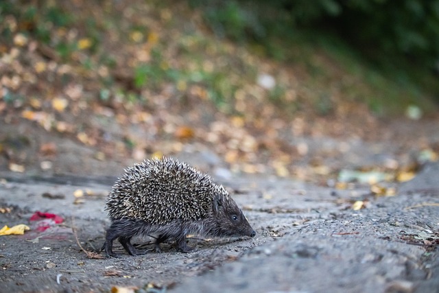 皇马本泽马关键进球助力胜利